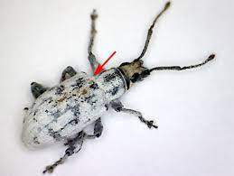 Little leaf is a bosmer member of the scaled court trying to stop the iron orcs from building an army. Sri Lankan Weevil Myllocerus Undecimpustulatus Undatus Marshall