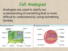 Maybe you would like to learn more about one of these? Dateentrypage 9 10 Cell Organelle Double Bubble 20 9 10 Cell Organelle Notes 21 9 11 Animal Cell Diagram 22 9 11 Plant Cell Diagram 23 Tuesday 9 15 Ppt Download