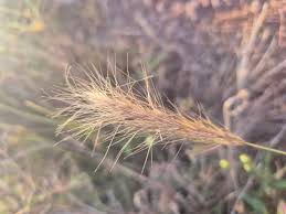Image result for Aristida congesta