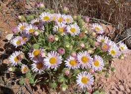 Image result for Aster chimanimaniensis