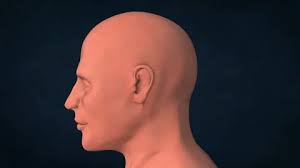 An X-ray of a human skull