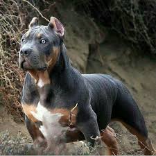 Beautiful Male Pitt Bull Mastiff Mix Pitbull Mastiff Mix Bull Mastiff Dogs Mastiff Mix