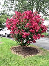 Order from our garden center online for quuick delivery! Crape Myrtles Summer Color That Beats The Heat Premier Nursery