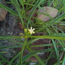 Image result for Multidentia concrescens