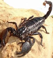 Yellow scorpion and black widow spider fight akrep ve karadul örümceği̇ni̇n savaşi. Emperor Scorpion The Spider Wiki Fandom