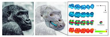 Image result for gorilla teeth