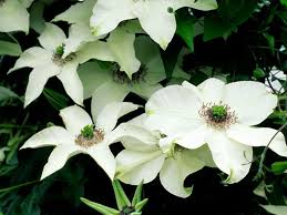 Clematis pistachio 'pistachio' blooming in our garden, april 2013. Guernsey Clematis Nurseries Pistachio Evirida N