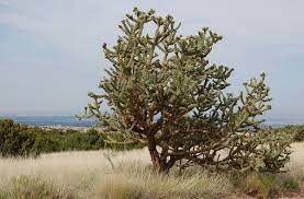 The cholla cactus can reach heights of 3 meters with branching cylindrical segments covered with spines. Cylindropuntia Imbricata Wikipedia