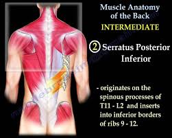 Since the all the back muscles originate in embryo (fetus) it originates in transverse processes of upper four or five thoracic vertebrae and it inserts in transverse processes of cii to cvi. Muscle Anatomy Of The Trunk Everything You Need To Know Dr Nabil Eb Muscle Anatomy Therapy Humor Anatomy