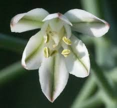 Image result for Eriospermum porphyrium