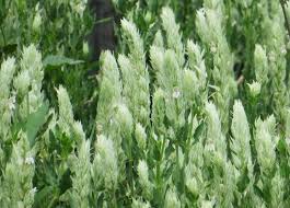 Image result for Justicia betonica