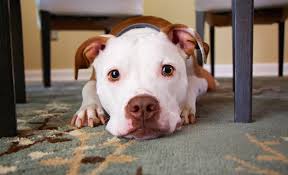 The bait will initially draw the cockroaches in. What S The Best Pet Safe Ant Killer 3 Pet Friendly Ant Killers That Work