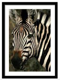 Zebra Eye Close Up Print Zebra Face Print Safari Lover S Wall Art Zebra Lover S Gift Botswana South Africa In 2021 Zebra Face Zebra Animal Face Mask
