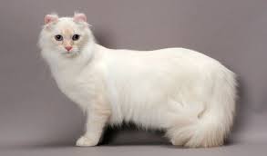 American Curl Medium Sized Cat Who Loves To Play Loves To Be Around People And Is Known For Their Curled Back Ears American Curl Cute Cat Breeds Cat Breeds