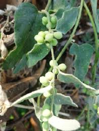 Image result for Cocculus hirsutus