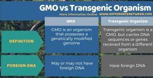 By studying the effects of the missing gene, researchers can better understand the normal function of the gene. Difference Between Gmo And Transgenic Organism Compare The Difference Between Similar Terms