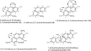 Image result for Eulophia hereroensis