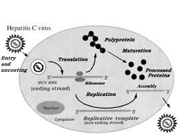 After a brief overview of the hcv life cycle, we describe here the functions of the different targets of current daas, the mode of action of these daas and potential future inhibitors. Advances In Hepatitis C What Is Coming In The Next 5 Years Locarnini 2002 Journal Of Gastroenterology And Hepatology Wiley Online Library