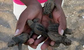 For many people the main reason for visiting cabo verde is the spectacular island of santo antão. Sailing Into The Future Prospects For Marine Parks In Cape Verde Fauna Flora International