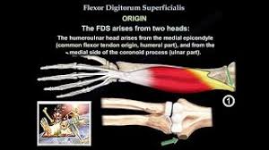 Palpate the tendon of the flexor digitorum profundus over the middle phalanx of the finger during resisted distal interphalangeal joint flexion. Flexor Digitorum Superficialis Physiopedia