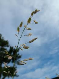 Image result for Eragrostis porosa