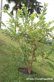 Image result for Psidium guajava