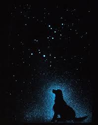5 Cool Dog Constellations To Get You And Your Pup Gazing At The Stars Art Dark Paintings Glow In The Dark