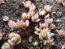 Kalanchoe Laetivirens Babies Planting Succulents Succulents Plants