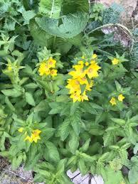 Image result for Lysimachia barbata