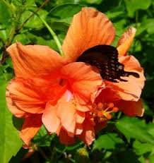 This is part 3 of a 3 part video series entitled how to paint the orange hibiscus flower in watercolor. in this video series i demonstrate how to create a. Joanne Double Orange Hibiscus Tropical Plants Almost Eden