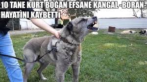 10 Tane Kurt Bogan Efsane Kangal Boran Hayatini Kaybetti Efsane Kurt Bogan Kangal Boranin Anisina Youtube