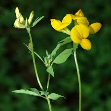 Image result for Lotus corniculatus