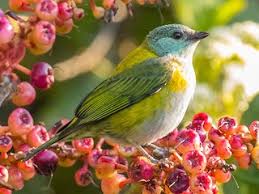 Image result for Tragia shirensis