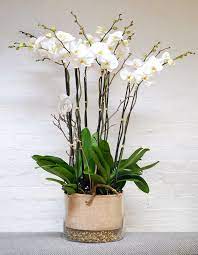 5 out of 5 stars. Luxury Orchid Arrangement Orchid Plant Orchidya London Flower Shop