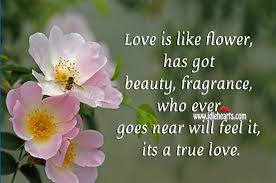 #flowers #flower quotes #quotes #quotes about flowers. Love Is Like Flower It Has Got Beauty Idlehearts