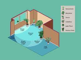 House Plants Find The Right Light House Plant Care Easy House Plants Plants
