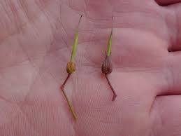 Geranium robertianum