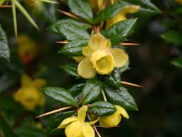 Image result for Berberis verruculosa