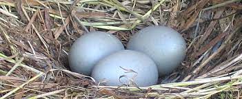 The egg yolk oil come at enticing offers to cushion your pocket. Seagull Ei Kits Fur Schadlingsbekampfung Imitation Dummy Kunststoff Fake Gull Eier Ebay