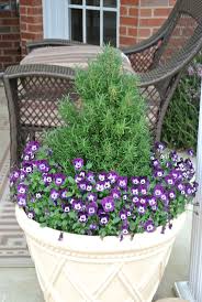 Image result for rosemary container