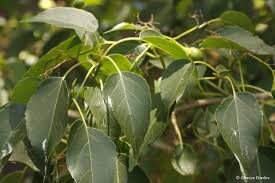 Image result for Cordia afra