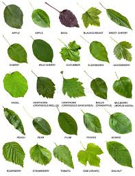 Set Of Green Leaves Of Trees And Shrubs With Names Stock Image Tree Leaf Identification Leaf Identification Plants