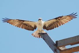 Bird With Wings Spread Images Pin On Birds Of Prey