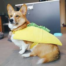 Costume D 39 Halloween Chien Corgi Costumes D 39 Halloween Chien Corgi Costume D Dog Halloween Costumes Funny Dog Costumes Funny Puppy Halloween Costumes