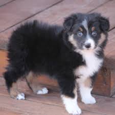 We did not find results for: Australian Shepherd Puppies For Sale Puppyspot