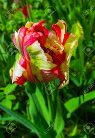 Maybe you would like to learn more about one of these? Closeup Of A Closed Pastel Rainbow Colored Parrot Tulip Stock Photo Picture And Royalty Free Image Image 109482975