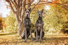 When shopping for great dane puppy food, look for an absolute minimum of 22% protein but ideally something between 25% and 30%. Finding A Great Dane Breeder