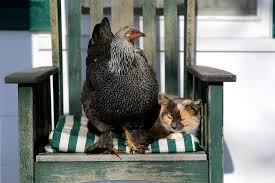 If you know of a group that needs to be added to this list, please send an email to info@barncats.org with connecticut barn cats in the subject line and contact/website info in the body of the email. Sun Sharing Chicken And Barn Cat Bedlam Farm