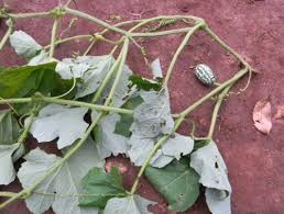 Image result for Coccinia adoensis