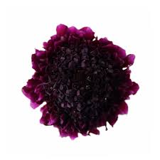 Maybe you would like to learn more about one of these? Red Velvet Scoop Scabiosas Wholesale Flowers Diy Wedding Flowers